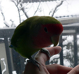 ��������`�A�����~��Ȃ��Ă����悧�`