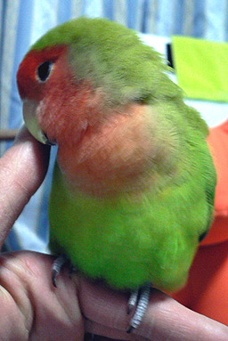 �܂܂��`�A���[������Ƃ����A�����A���ė��Ă��`