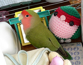 ���A�ڂ��A�R���ł������̂ɂȂ��`