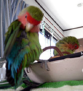 �͂��`�A�o�V���o�V���C�����ǂ��������`��