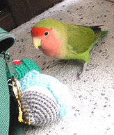 �ӂ��ˁ[�����A�������������ɍs������ˁI�C�C�R�҂��Ăā�