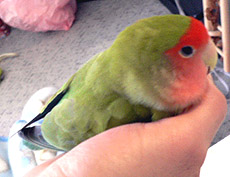 �����ǂ��Ȃ��āA�ӂ����˂������Ƃ��A�s���[�ˁI