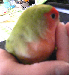 �܂܂́A�������Ă�����̂��A�����΂�̂�������Ȃ񂾂�B