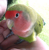 �܂��A�ŕa����΂�悧�`