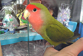 �ӂ����ˁ[�����Ƃڂ�����������̂��l�`������񂾂�I