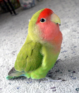 ���˂������A���ꂩ�爧���ɍs����I