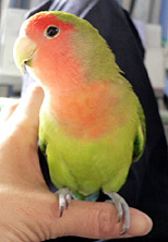 �ڂ����A�̂�т肷���I