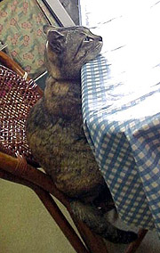 �������A�`�b�N���s�������Ȃ��ɂ႟�`�B�B