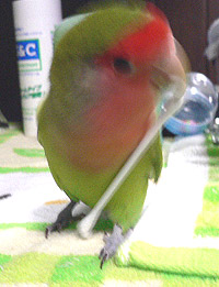 �˂��˂��`�A����[���ҕ|�������񂾂悧�`