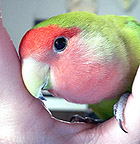 ���O�A�܂��^��������