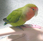 �p�s���ɂ������ƁA���Ă那�H