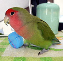 ���ˁA�R���ɖ����Ȃ񂾂��