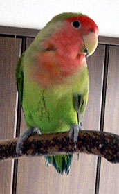 ����A�}�}�̃X�L�ȃj�I�C���Ȃ����H