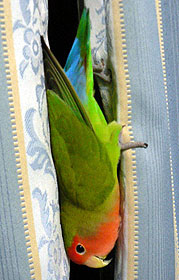 �J�[�e���A�������낢�񂾂�ˁ`��