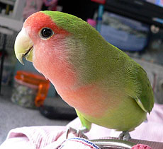 �ق�ƂɁA�����������ˁ`��