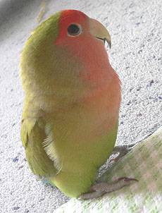 ����́A�p�p���}�}�����o��������B