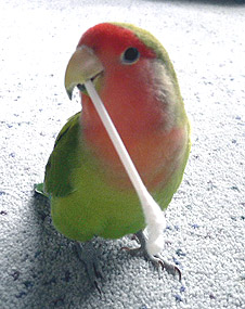 �Ȗ_�ˁA�V�эb�゠��񂾂悧�`