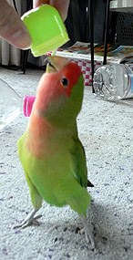 ����A�ڂ��̂��`�I