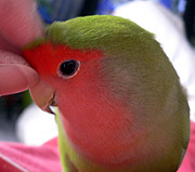 ���߂��߁A�H�ׂ����̂ɂȂ��`�B�B