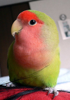 �āA�_�C�X�L�����