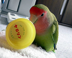 �}�}�Ƃ����낢�`��