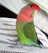 ���[��т肵�悧�[�悧�`