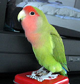 �ڂ����}�}���A�L���C�L���C�z����������ˁB