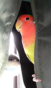 �ق�A���˂������̃L�[�z���_�[����I