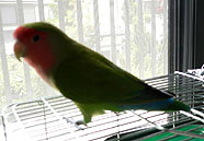 �ǂ�ǂ�H���Ă�g�R�A�Ȃ����ȁH�H