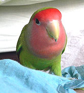 �˂˂��A�܂����o�������Ȃ��̂��I�H