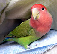 �V���ŁA�C�C�R���Ă�`�H