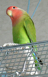 �������}�}�A�x���̂��Ȃ��`