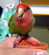 ���񔞁A���������`��`