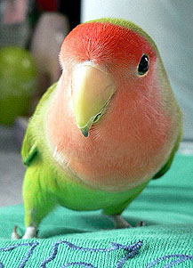 �}�}�`�v���[���g�`��