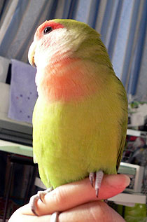 �ڂ����A�m�[�g�K�W�K�W���Ȃ��Ȃ�����ˁ`