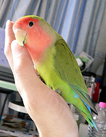 ���͂ˁA�}�}�ƃs�b�^���R����́`