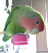 �����A���ė��āE�E�E�ˁH