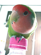 �}�}�A�����͋A���Ă���́A�x����ł���`