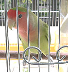 ���O�ŃS�n���A��`�܂��ˁ`��