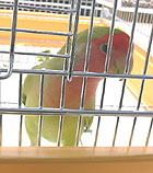 �}�}�A�l���l���Ă�́H