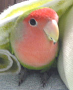 ��������Ƀl���l�������`