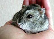 3�N�O�̃������񂾂��