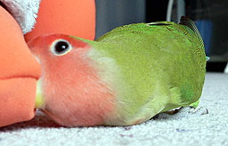 �S�n���A�H�ׂ悧�[��`�`�`