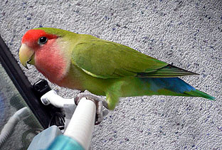 ���������p�̃q�[�^�[�Ȃ񂾂�`