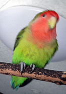 �����сA�X�b�L�������`��