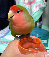 ���[���A���������ȁ`��