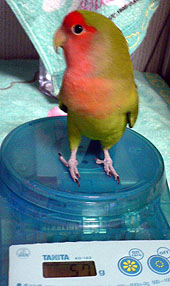 �}�}���A�A�A�̏d�����C�C�H�m�h���w���Ȃ́`