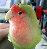 ���[���ƃJ�L�J�L���Ă悧�`