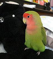 ���j���A�����͂̂قف`�񂾂ˁ`