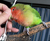 �ڂ��A�C�C�R�ɂȂ����ł���`